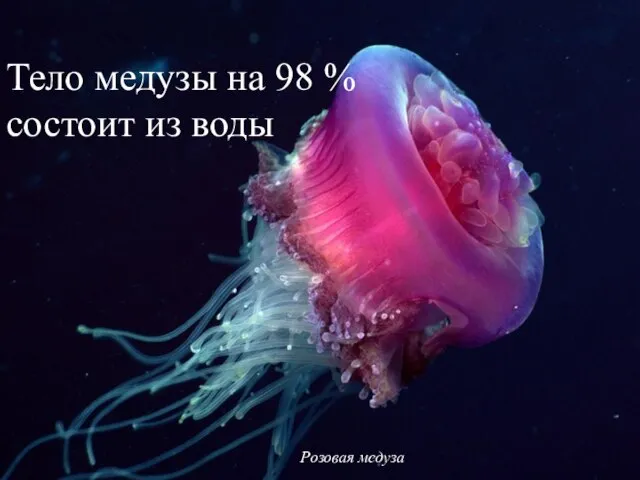 Розовая медуза Тело медузы на 98 % состоит из воды