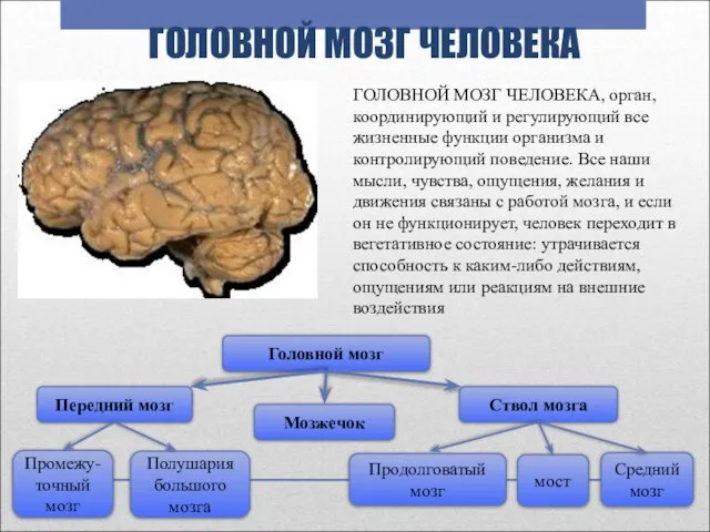 ГОЛОВНОЙ МОЗГ ЧЕЛОВЕКА ГОЛОВНОЙ МОЗГ ЧЕЛОВЕКА, орган, координирующий и регулирующий все жизненные