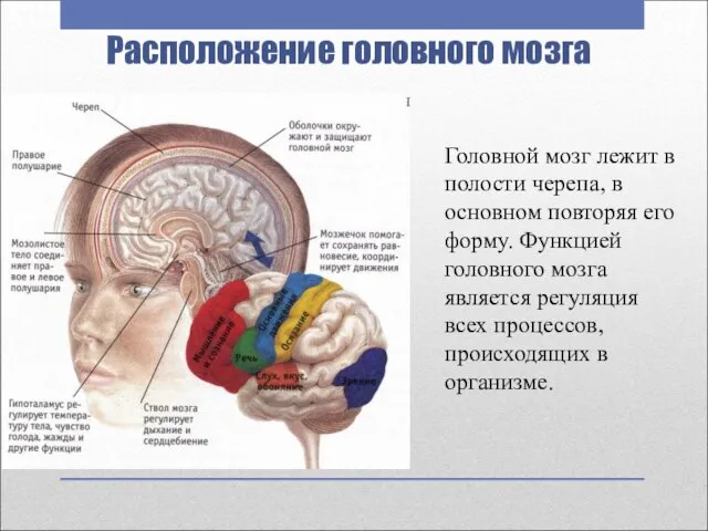 Расположение головного мозга Головной мозг лежит в полости черепа, в основном повторяя