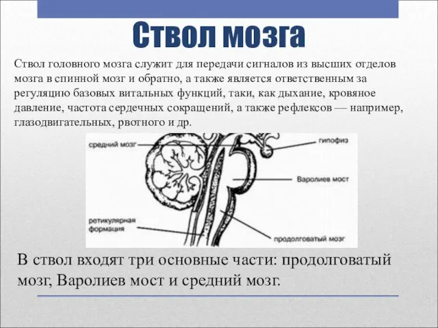 Ствол мозга Ствол головного мозга служит для передачи сигналов из высших отделов