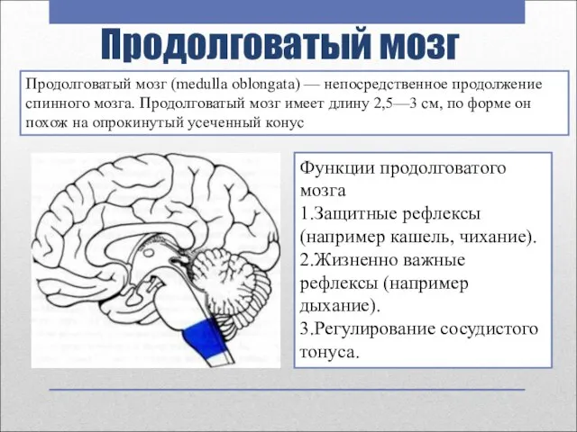 Продолговатый мозг Продолговатый мозг (medulla oblongata) — непосредственное продолжение спинного мозга. Продолговатый