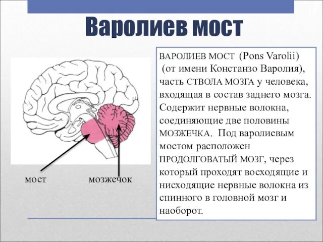 Варолиев мост ВАРОЛИЕВ МОСТ (Pons Varolii) (от имени Констанзо Варолия), часть СТВОЛА