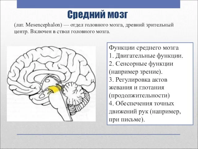 Средний мозг Функции среднего мозга 1. Двигательные функции. 2. Сенсорные функции (например