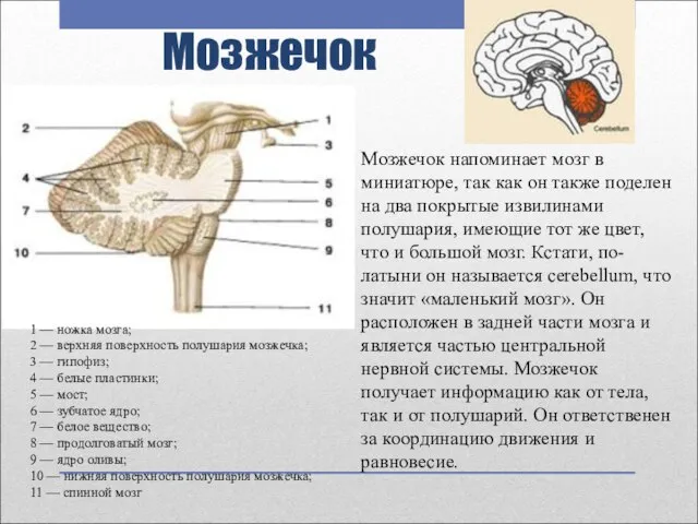 Мозжечок Мозжечок напоминает мозг в миниатюре, так как он также поделен на