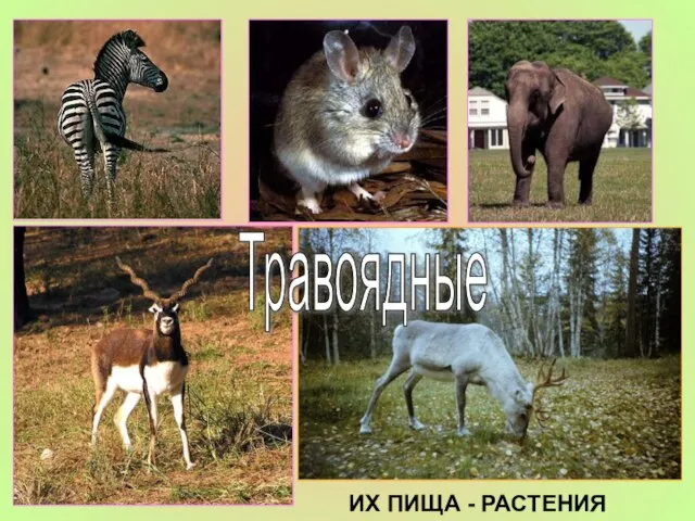 Травоядные ИХ ПИЩА - РАСТЕНИЯ