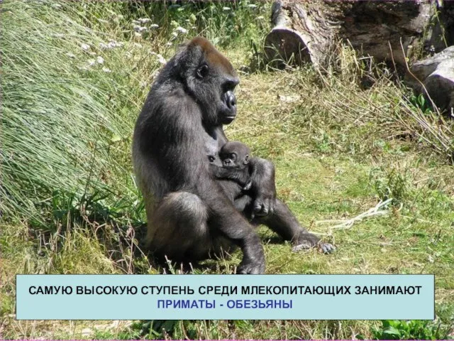 САМУЮ ВЫСОКУЮ СТУПЕНЬ СРЕДИ МЛЕКОПИТАЮЩИХ ЗАНИМАЮТ ПРИМАТЫ - ОБЕЗЬЯНЫ