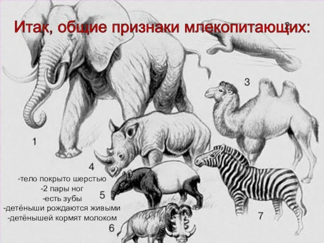 -тело покрыто шерстью -2 пары ног -есть зубы -детёныши рождаются живыми -детёнышей