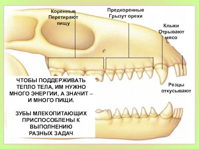 ЧТОБЫ ПОДДЕРЖИВАТЬ ТЕПЛО ТЕЛА, ИМ НУЖНО МНОГО ЭНЕРГИИ, А ЗНАЧИТ – И