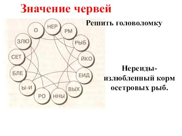 Значение червей Решить головоломку Нереиды- излюбленный корм осетровых рыб.