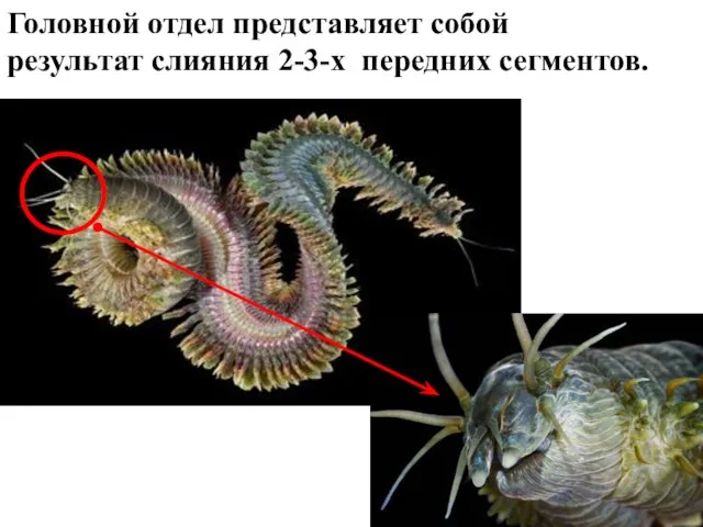 Головной отдел представляет собой результат слияния 2-3-х передних сегментов.