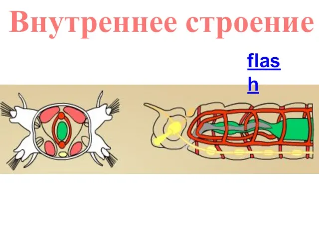 Внутреннее строение flash