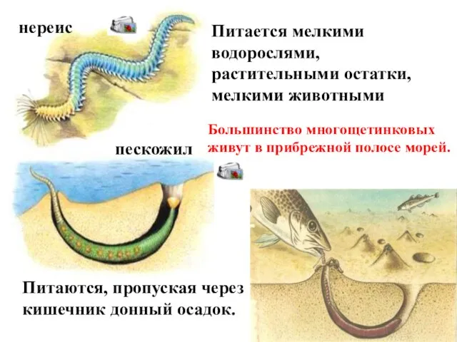 нереис пескожил Питаются, пропуская через кишечник донный осадок. Питается мелкими водорослями, растительными