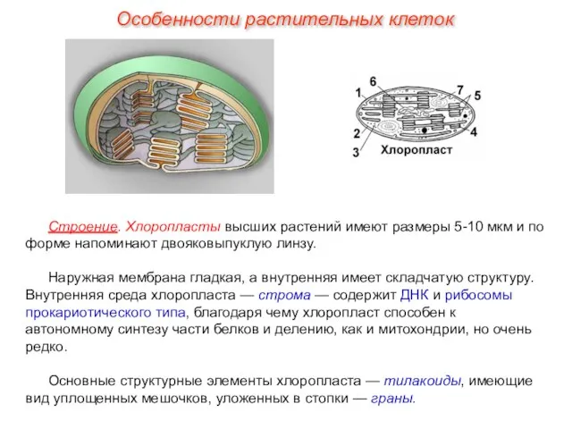 Строение. Хлоропласты высших растений имеют размеры 5-10 мкм и по форме напоминают