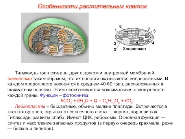 Тилакоиды гран связаны друг с другом и внутренней мембраной ламеллами таким образом,