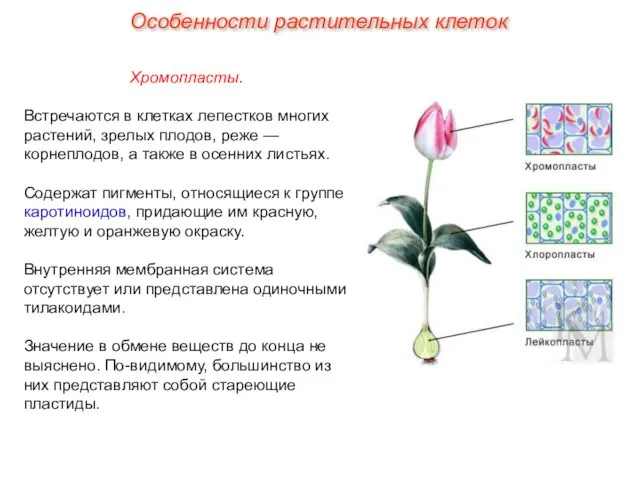 Хромопласты. Встречаются в клетках лепестков многих растений, зрелых плодов, реже — корнеплодов,