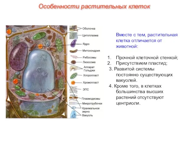 Вместе с тем, растительная клетка отличается от животной: Прочной клеточной стенкой; Присутствием