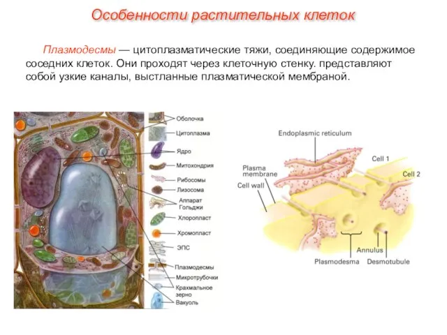 Плазмодесмы — цитоплазматические тяжи, соединяющие содержимое соседних клеток. Они проходят через клеточную