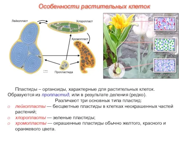 Пластиды – органоиды, характерные для растительных клеток. Образуются из пропластид, или в