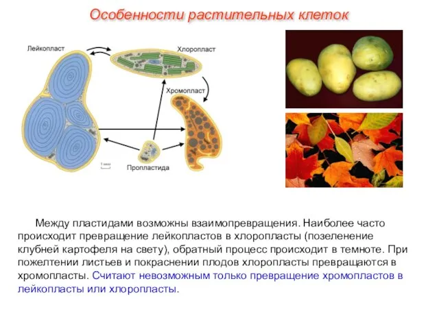 Между пластидами возможны взаимопревращения. Наиболее часто происходит превращение лейкопластов в хлоропласты (позеленение