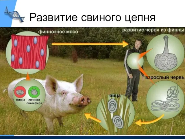 Развитие свиного цепня