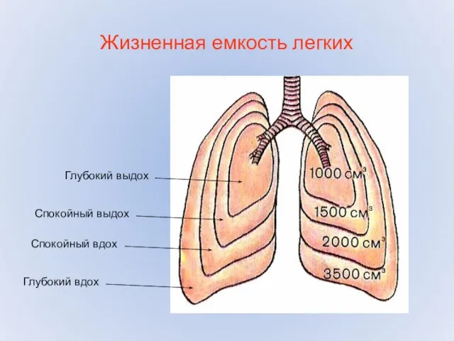 Жизненная емкость легких Глубокий выдох Спокойный выдох Спокойный вдох Глубокий вдох