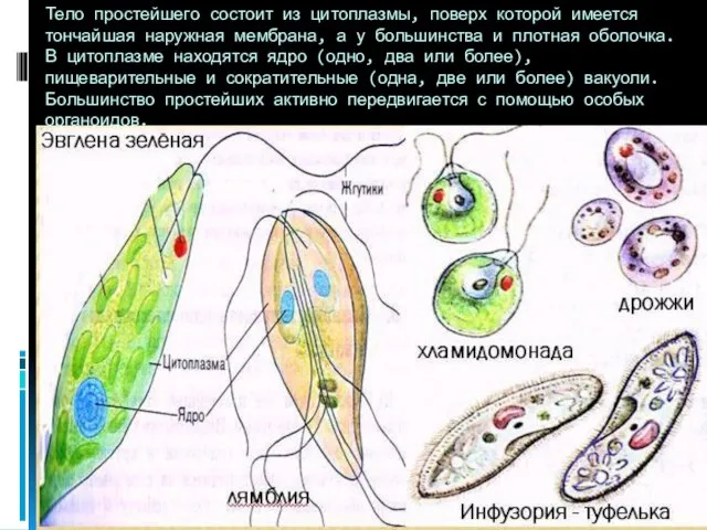 Тело простейшего состоит из цитоплазмы, поверх которой имеется тончайшая наружная мембрана, а