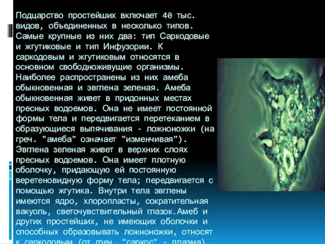 Подцарство простейших включает 40 тыс. видов, объединенных в несколько типов. Самые крупные