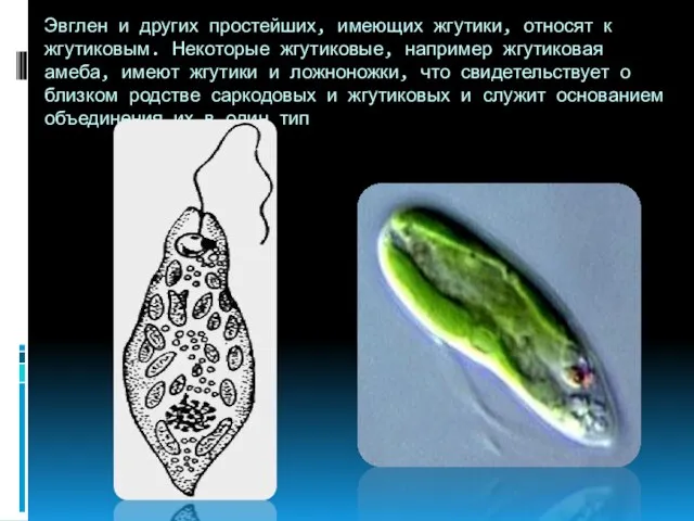 Эвглен и других простейших, имеющих жгутики, относят к жгутиковым. Некоторые жгутиковые, например