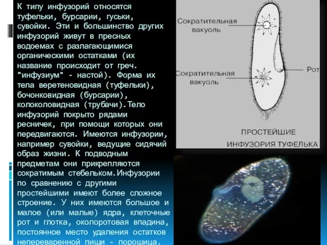 К типу инфузорий относятся туфельки, бурсарии, гуськи, сувойки. Эти и большинство других