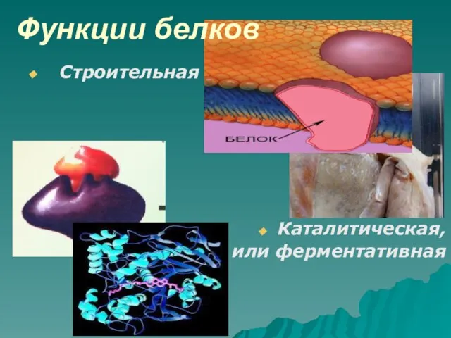 Функции белков Строительная Каталитическая, или ферментативная