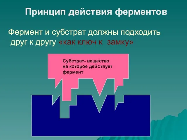 Принцип действия ферментов Фермент и субстрат должны подходить друг к другу «как ключ к замку»