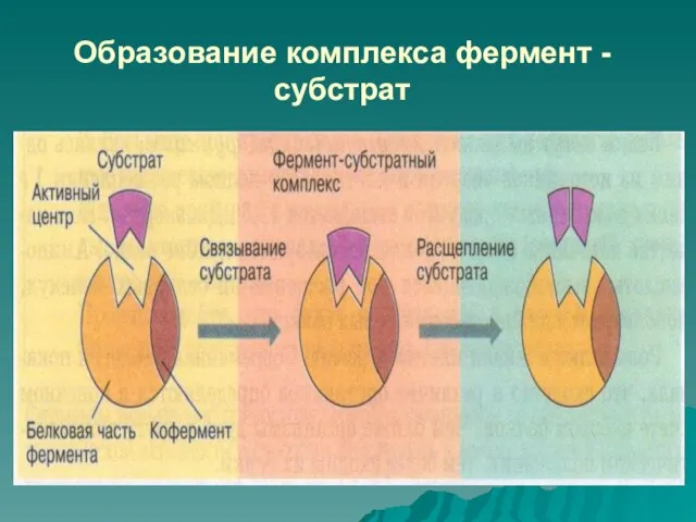 Образование комплекса фермент - субстрат