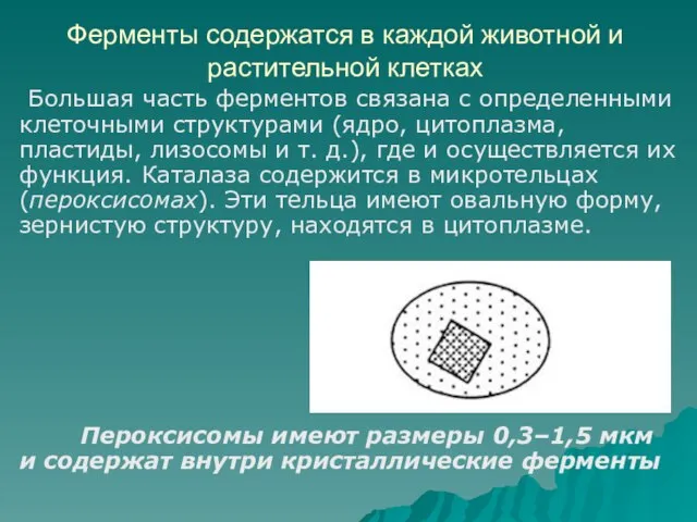 Ферменты содержатся в каждой животной и растительной клетках Большая часть ферментов связана