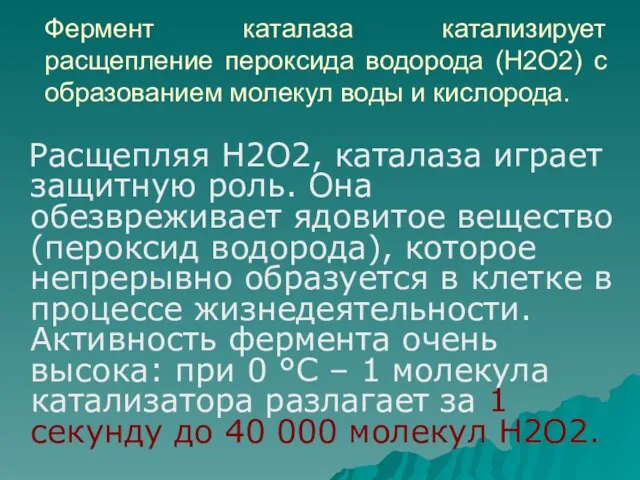 Фермент каталаза катализирует расщепление пероксида водорода (Н2О2) с образованием молекул воды и