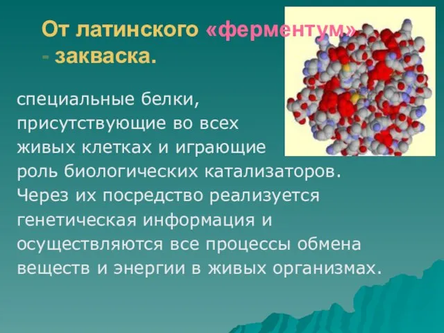 От латинского «ферментум» - закваска. специальные белки, присутствующие во всех живых клетках