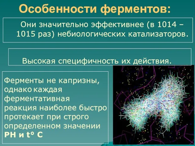 Они значительно эффективнее (в 1014 – 1015 раз) небиологических катализаторов. Высокая специфичность