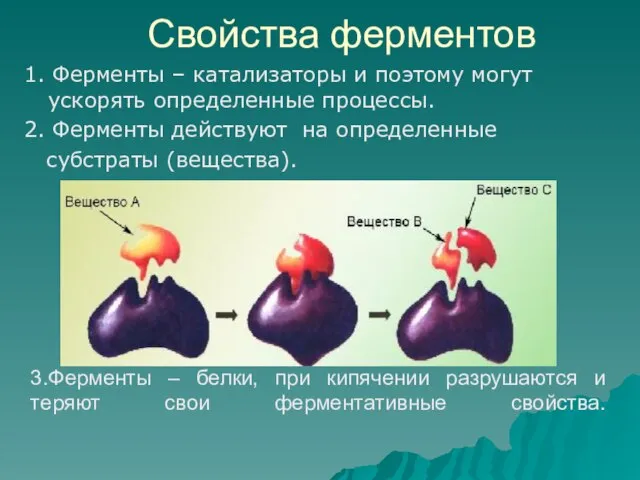 3.Ферменты – белки, при кипячении разрушаются и теряют свои ферментативные свойства. 1.