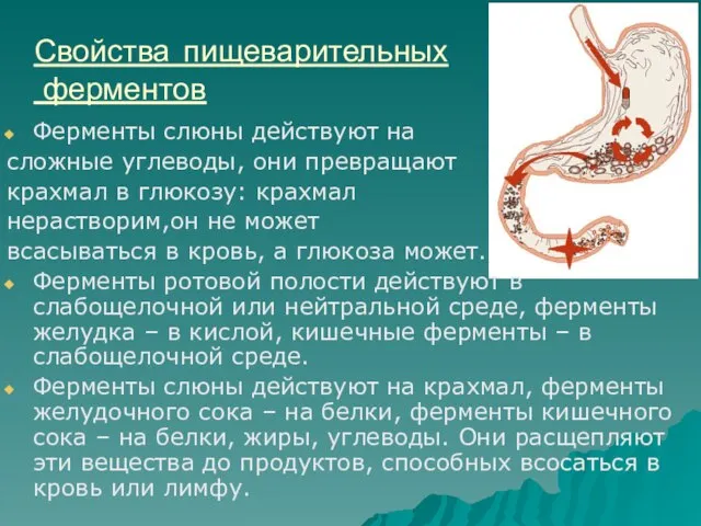 Свойства пищеварительных ферментов Ферменты слюны действуют на сложные углеводы, они превращают крахмал