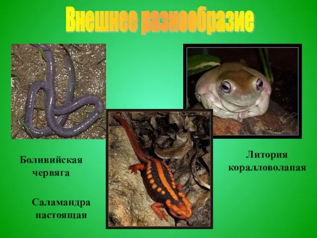 Внешнее разнообразие Литория коралловолапая Боливийская червяга Саламандра настоящая