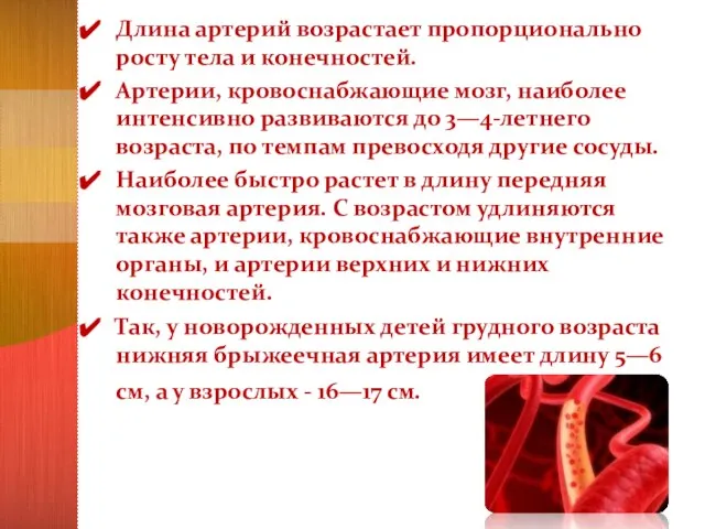 Длина артерий возрастает пропорционально росту тела и конечностей. Артерии, кровоснабжающие мозг, наиболее