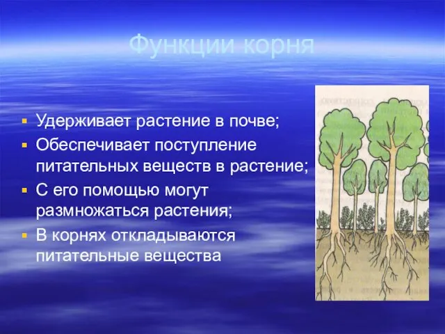 Функции корня Удерживает растение в почве; Обеспечивает поступление питательных веществ в растение;