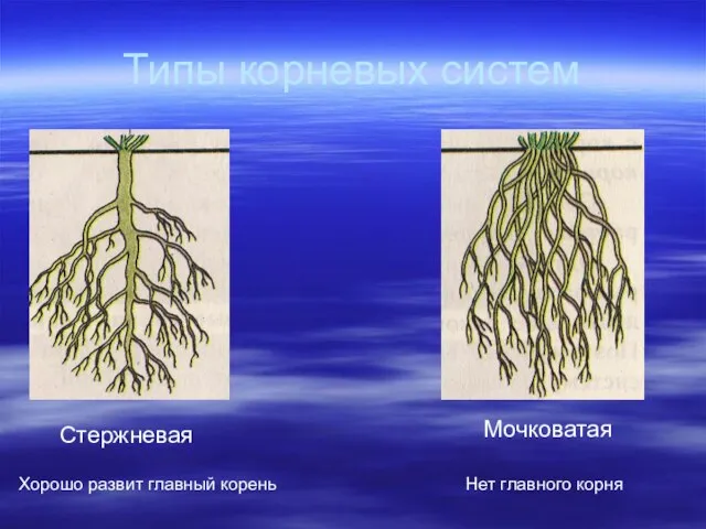 Типы корневых систем Стержневая Хорошо развит главный корень Мочковатая Нет главного корня