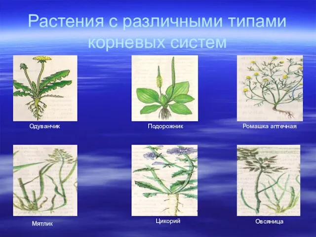 Растения с различными типами корневых систем Ромашка аптечная Подорожник Одуванчик Мятлик Цикорий Овсяница