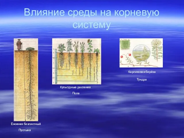 Влияние среды на корневую систему Ежовник безлистный Пустыня Культурные растения Карликовая берёза Тундра Поле