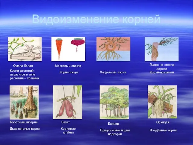 Видоизменение корней Омела белая Корни растений- паразитов в теле растения – хозяина