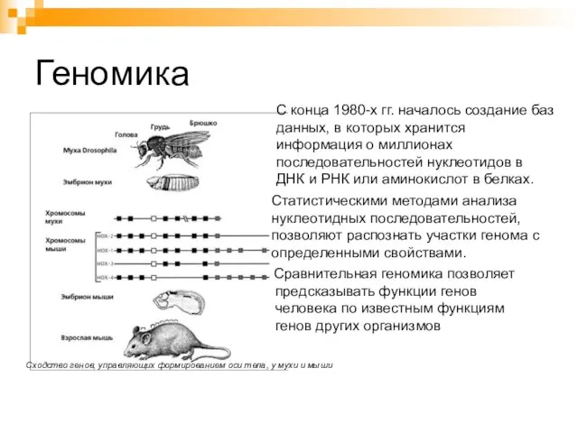 Геномика С конца 1980-х гг. началось создание баз данных, в которых хранится