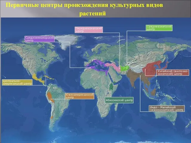 Первичные центры происхождения культурных видов растений