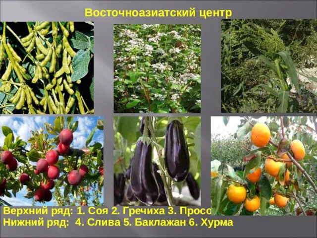 Верхний ряд: 1. Соя 2. Гречиха 3. Просо Нижний ряд: 4. Слива