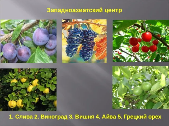 1. Слива 2. Виноград 3. Вишня 4. Айва 5. Грецкий орех Западноазиатский центр