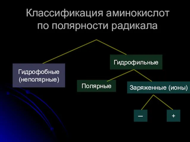 Гидрофобные (неполярные) Классификация аминокислот по полярности радикала Гидрофильные Полярные Заряженные (ионы) + ─